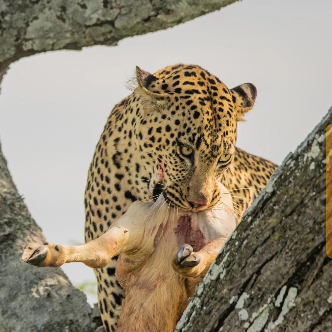 Serengeti Adventure