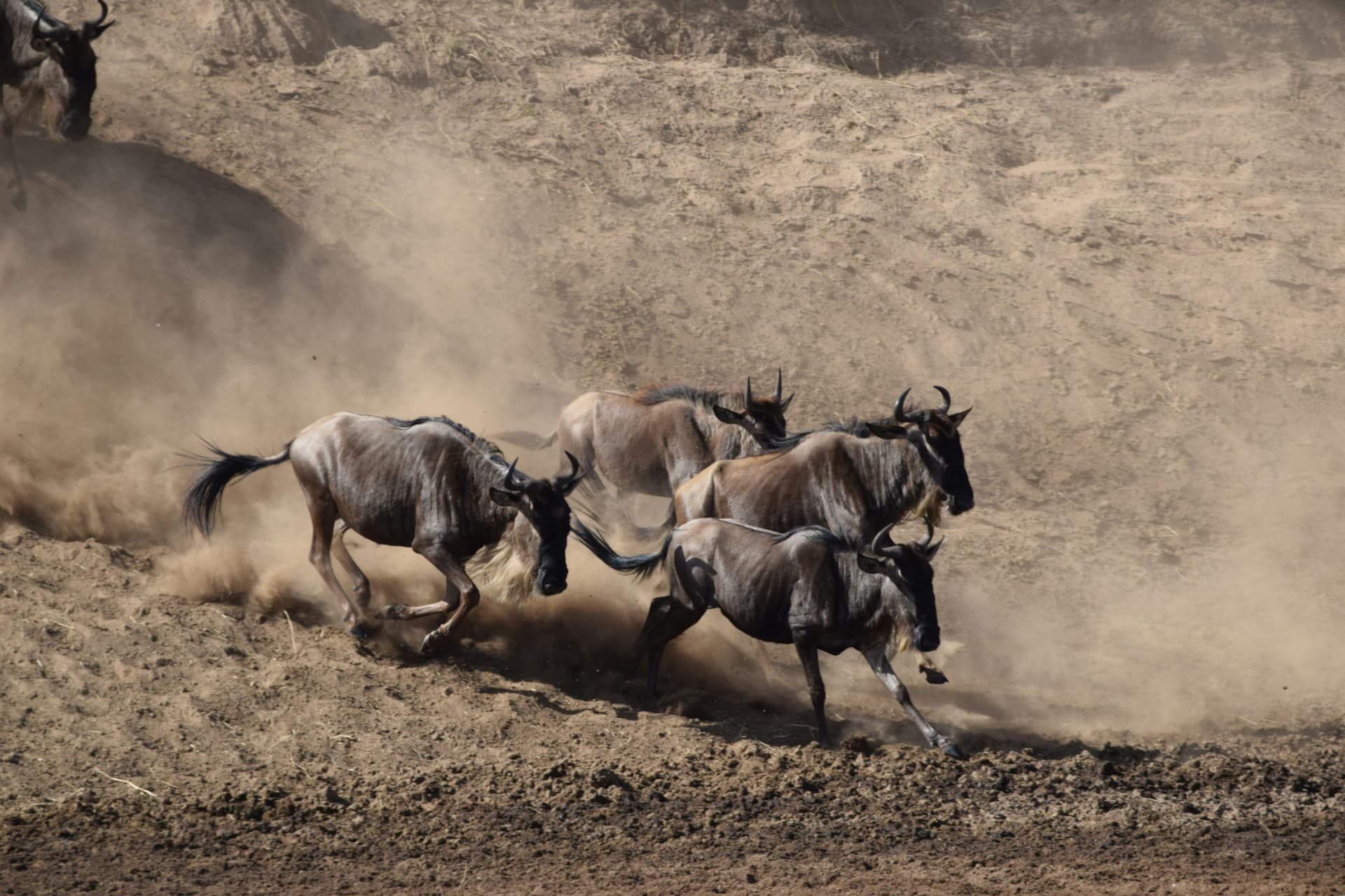 Great Migration Explorer