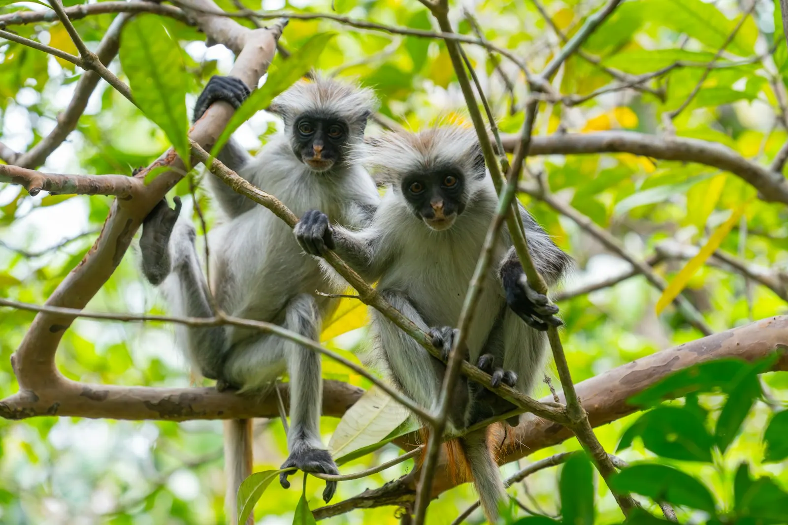 Two red colobus monkeys in the trees of Jozani Forest