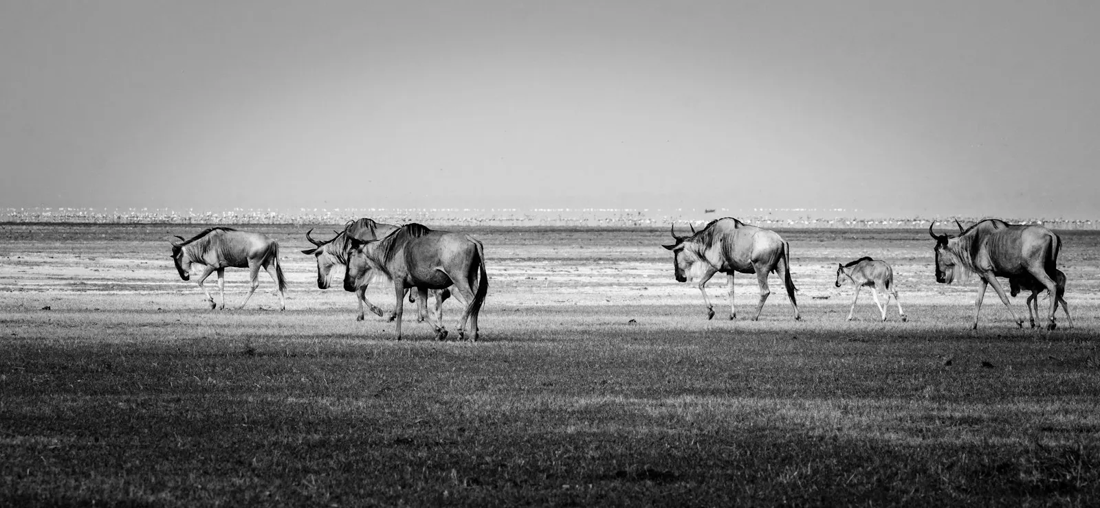 Wildebeest crossing the open landscape at Lake Manyara
