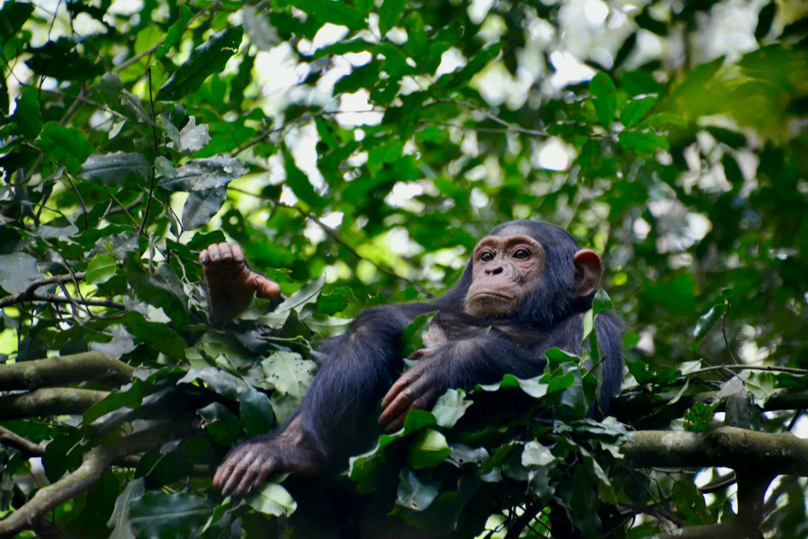 Young chimpanzee resting in a leafy tree
