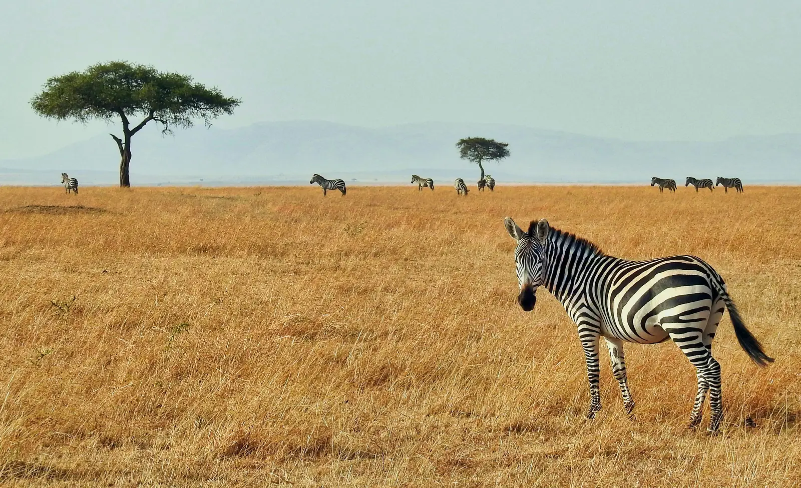 When is the best time for a Tanzania safari?