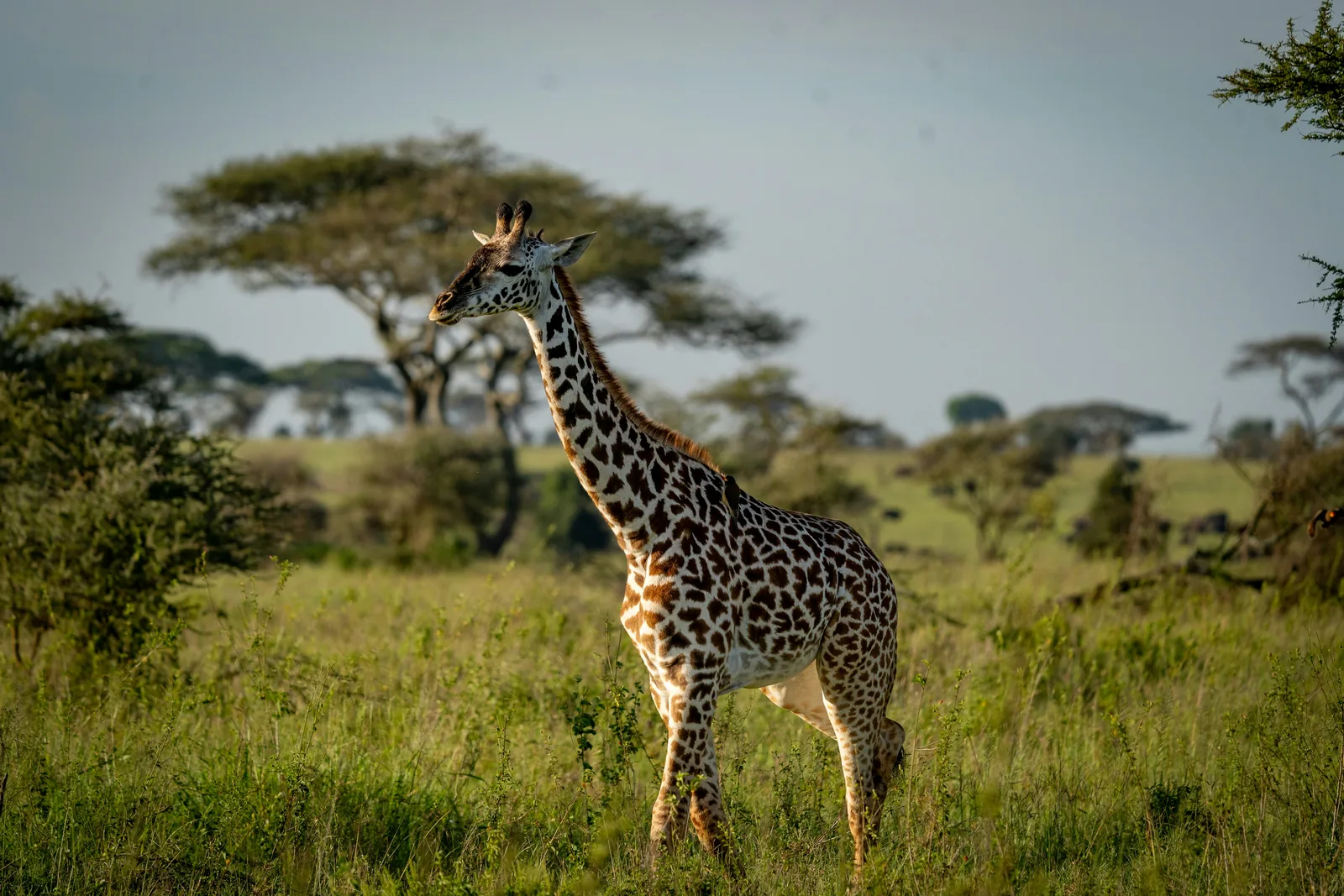 Wildlife on the open Serengeti plains