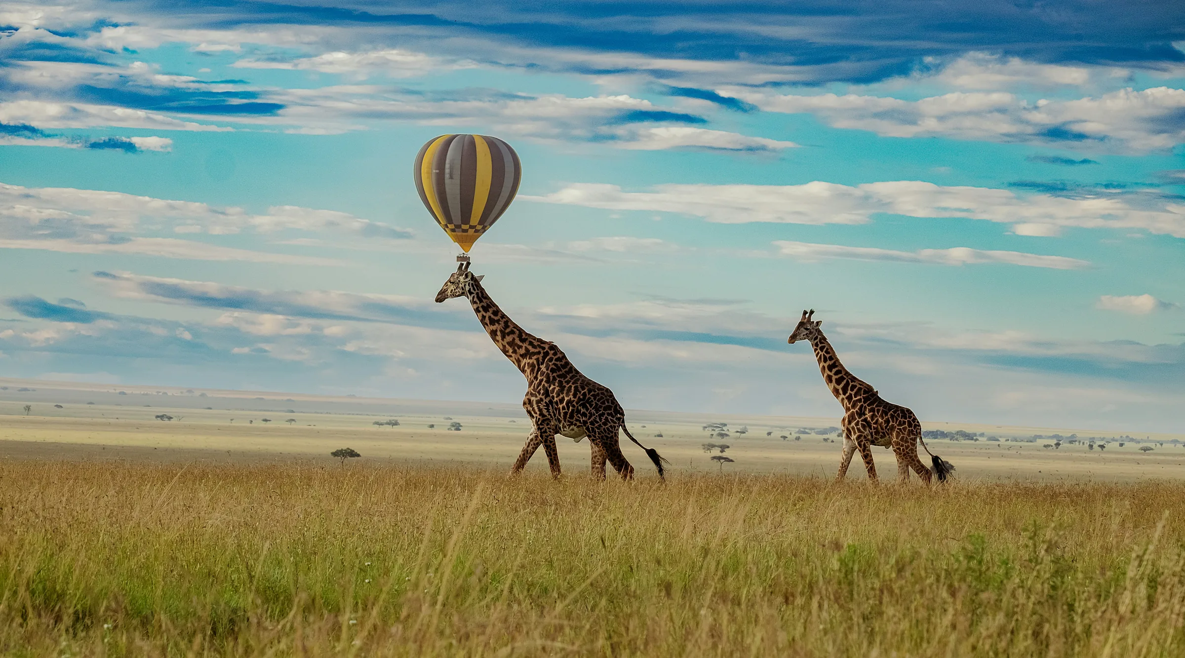 Giraffes and a hot-air balloon over the Serengeti plains