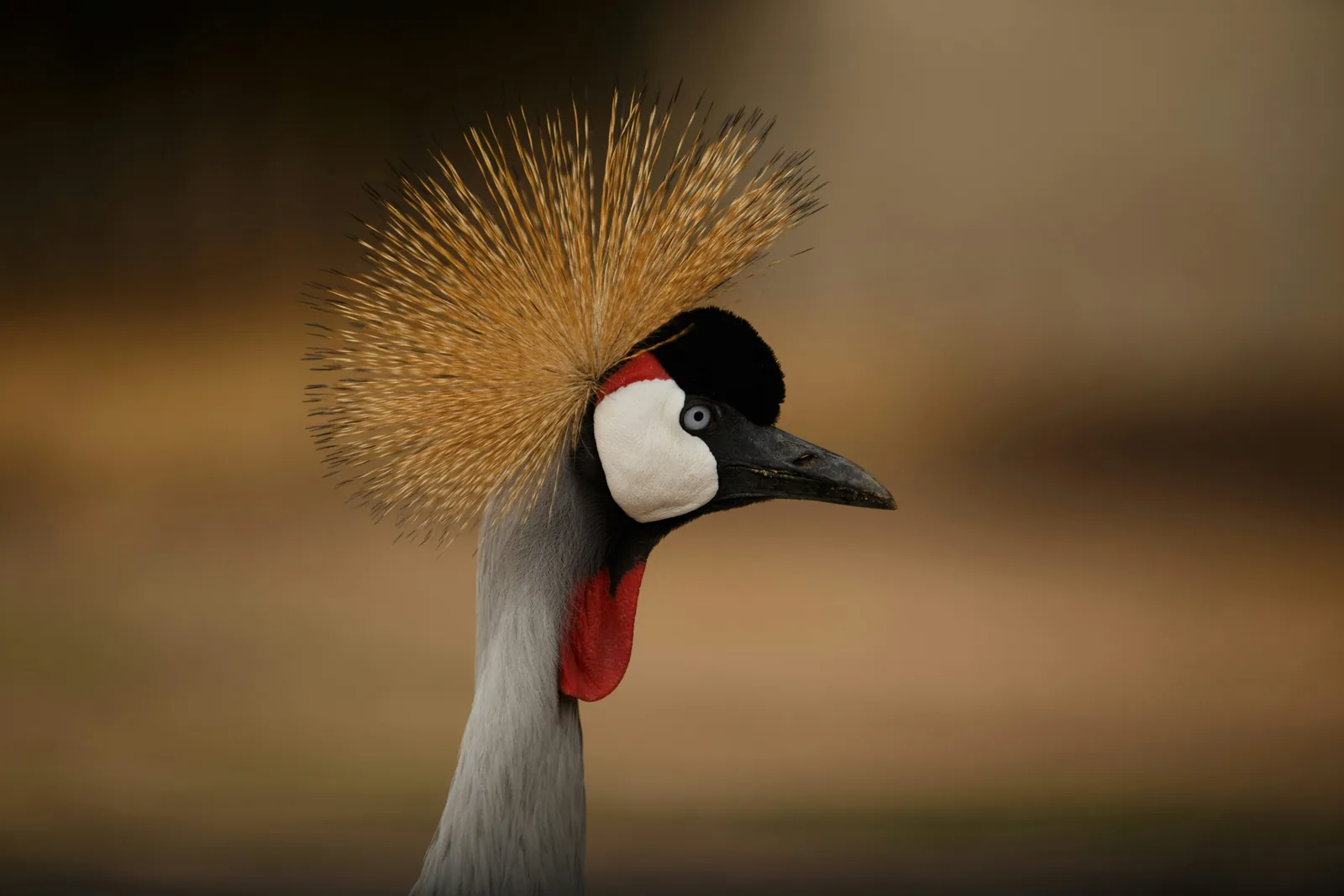 Kigosi National Park