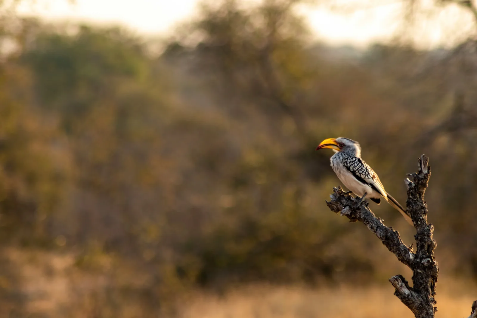 Hornbill