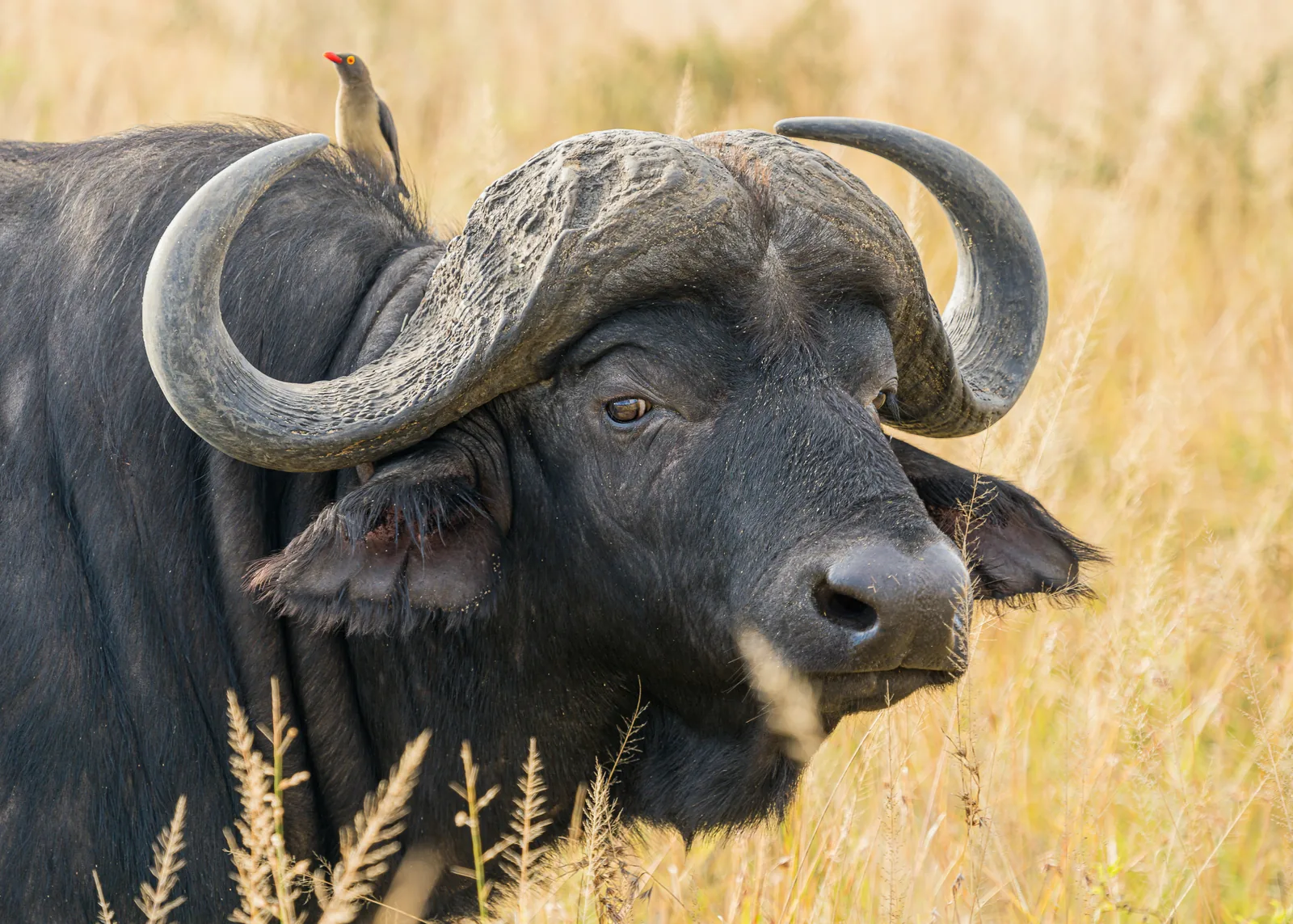 African buffalo in Tanzania