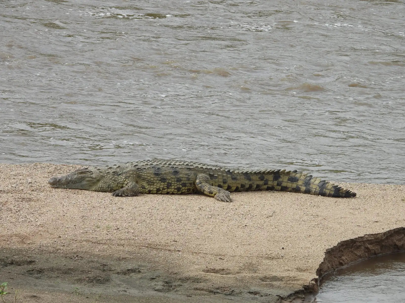 Crocodile in Tanzania