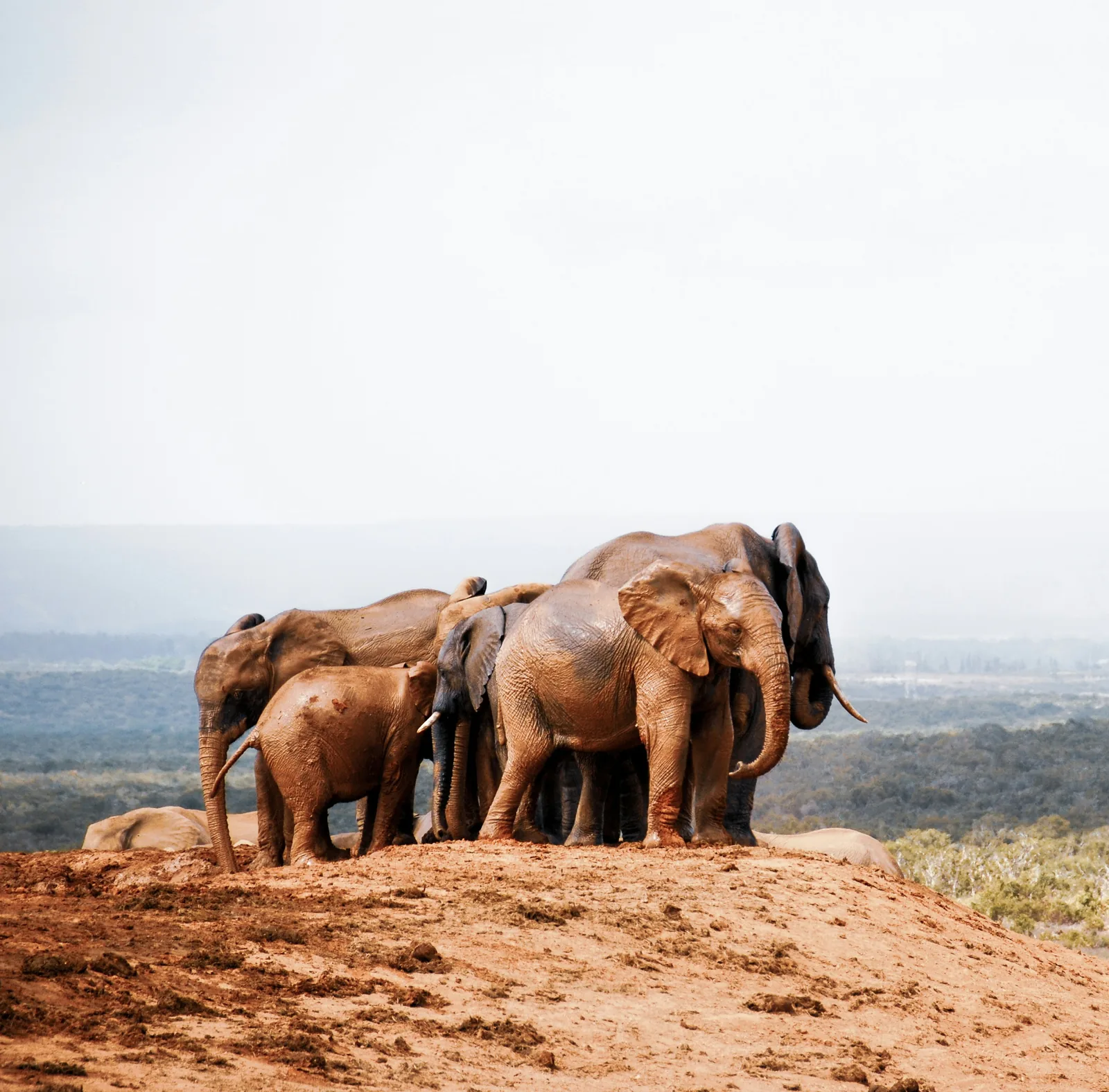 Elephant in Tanzania