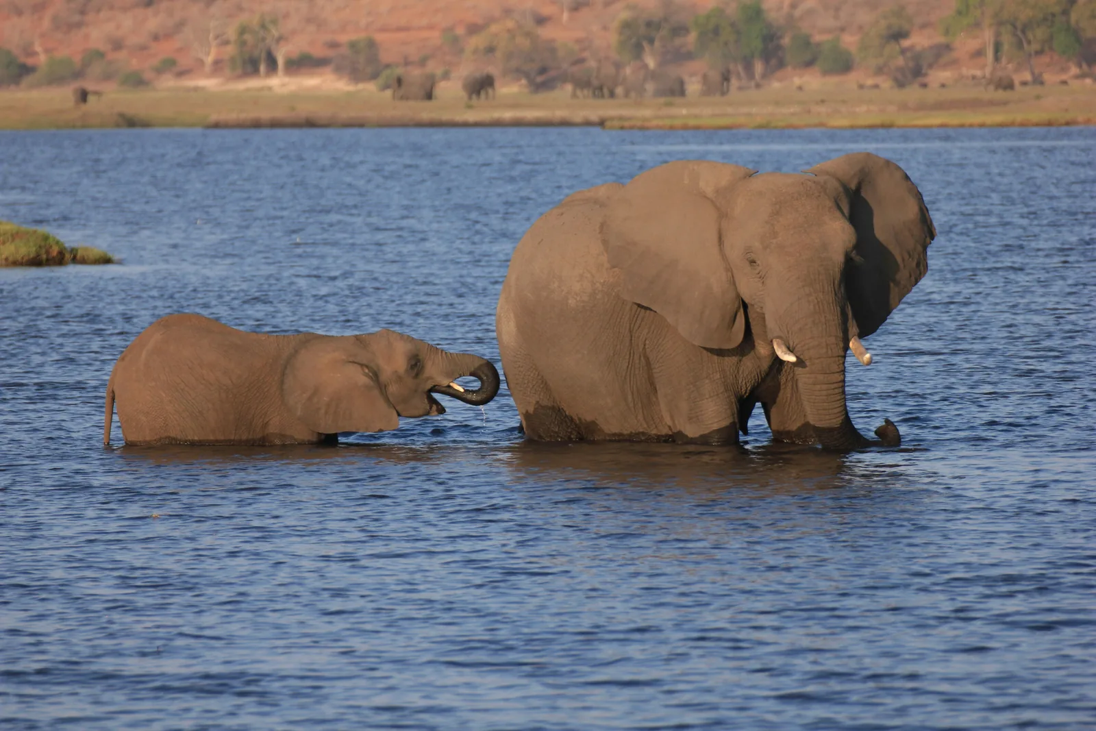 Elephant in Tanzania