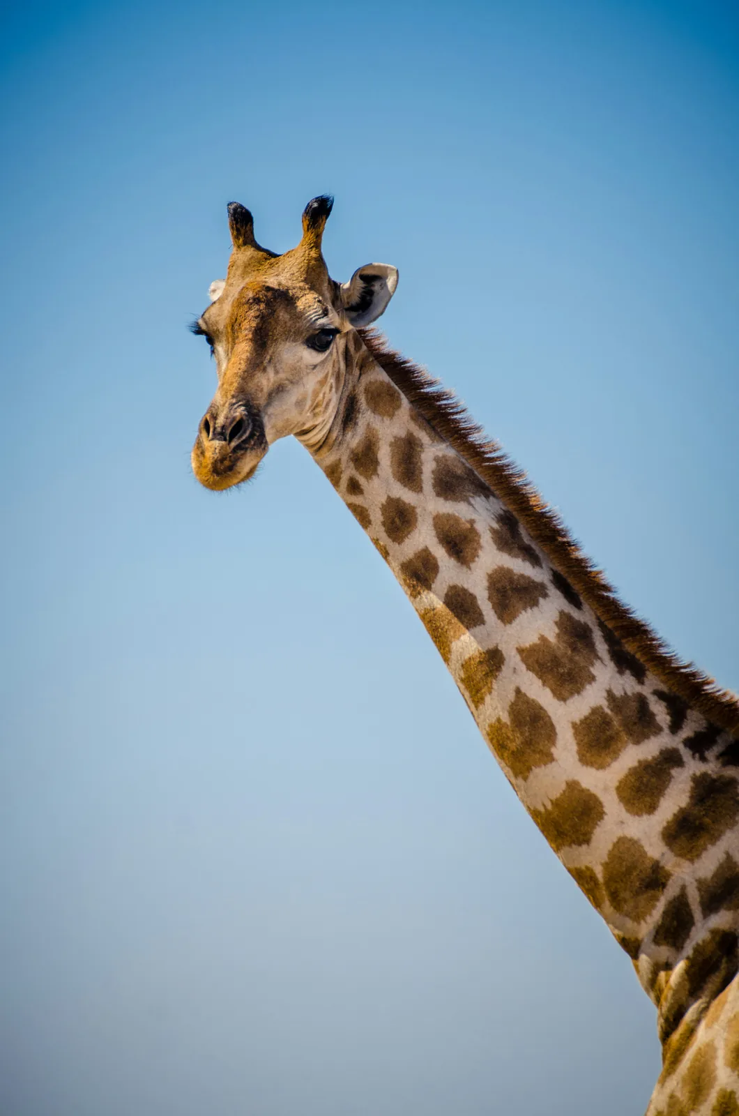 Giraffe in the Tanzanian bush