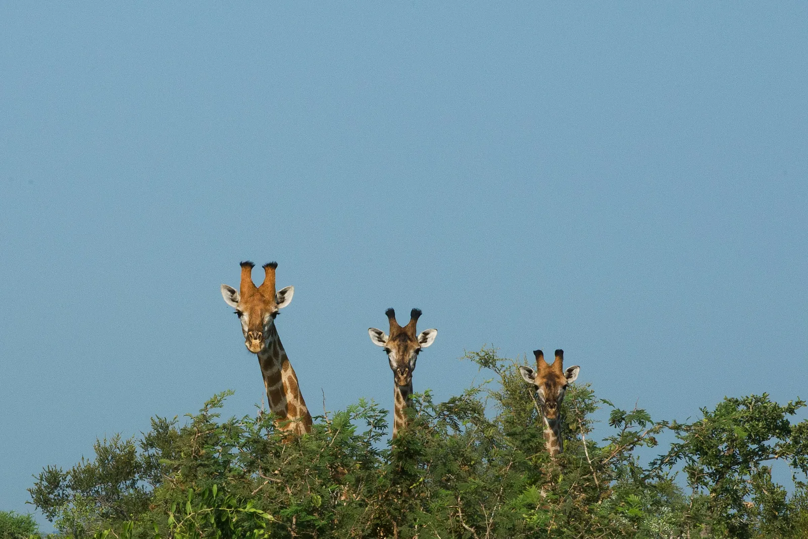 Giraffe in the Tanzanian landscape