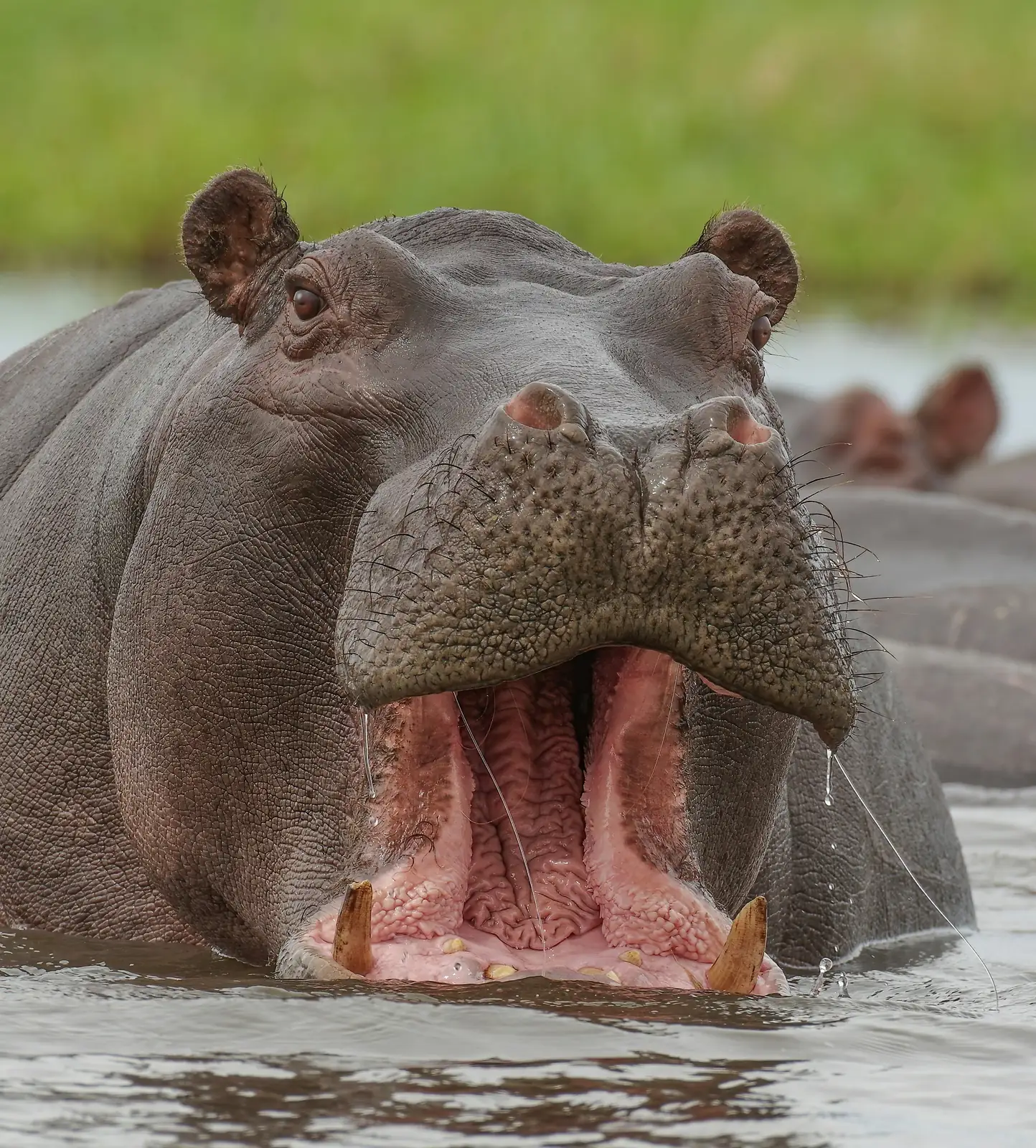 Hippopotamus in Tanzania