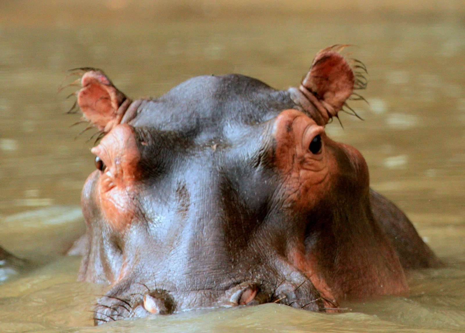 Katavi National Park