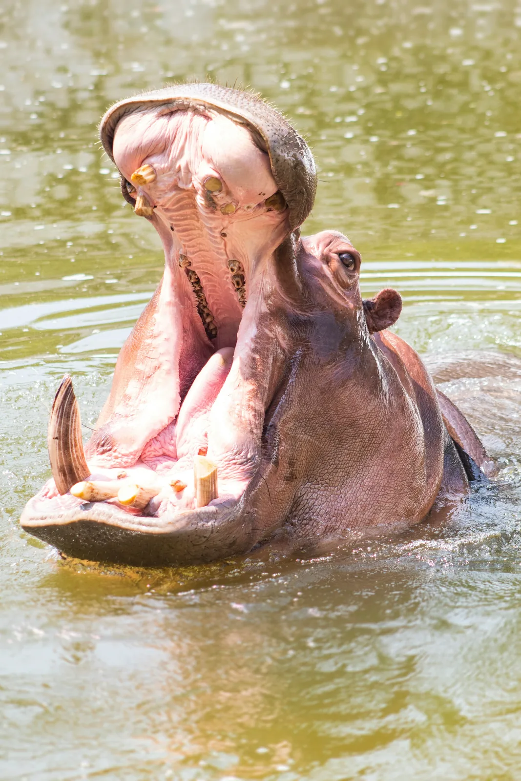 Rubondo Island National Park