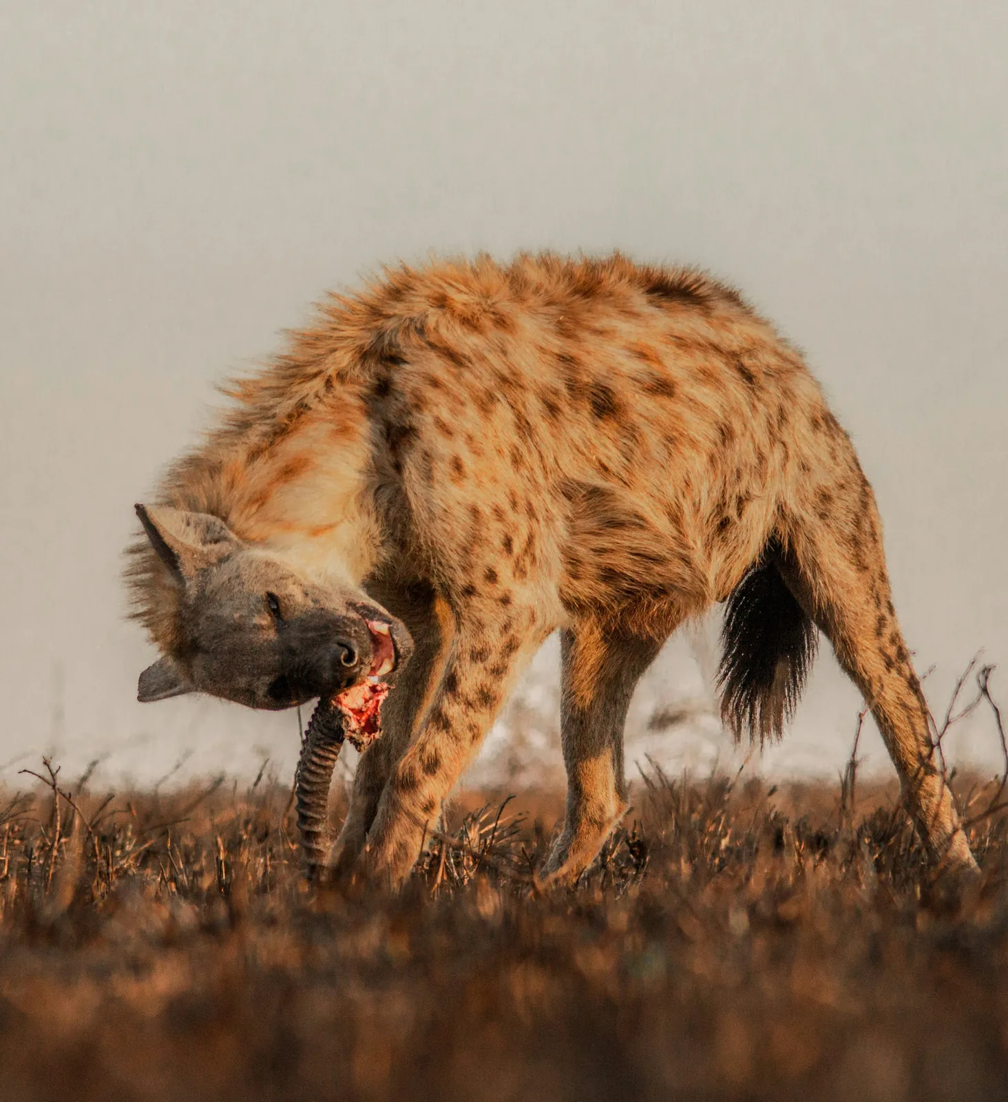 Hyena in Tanzania