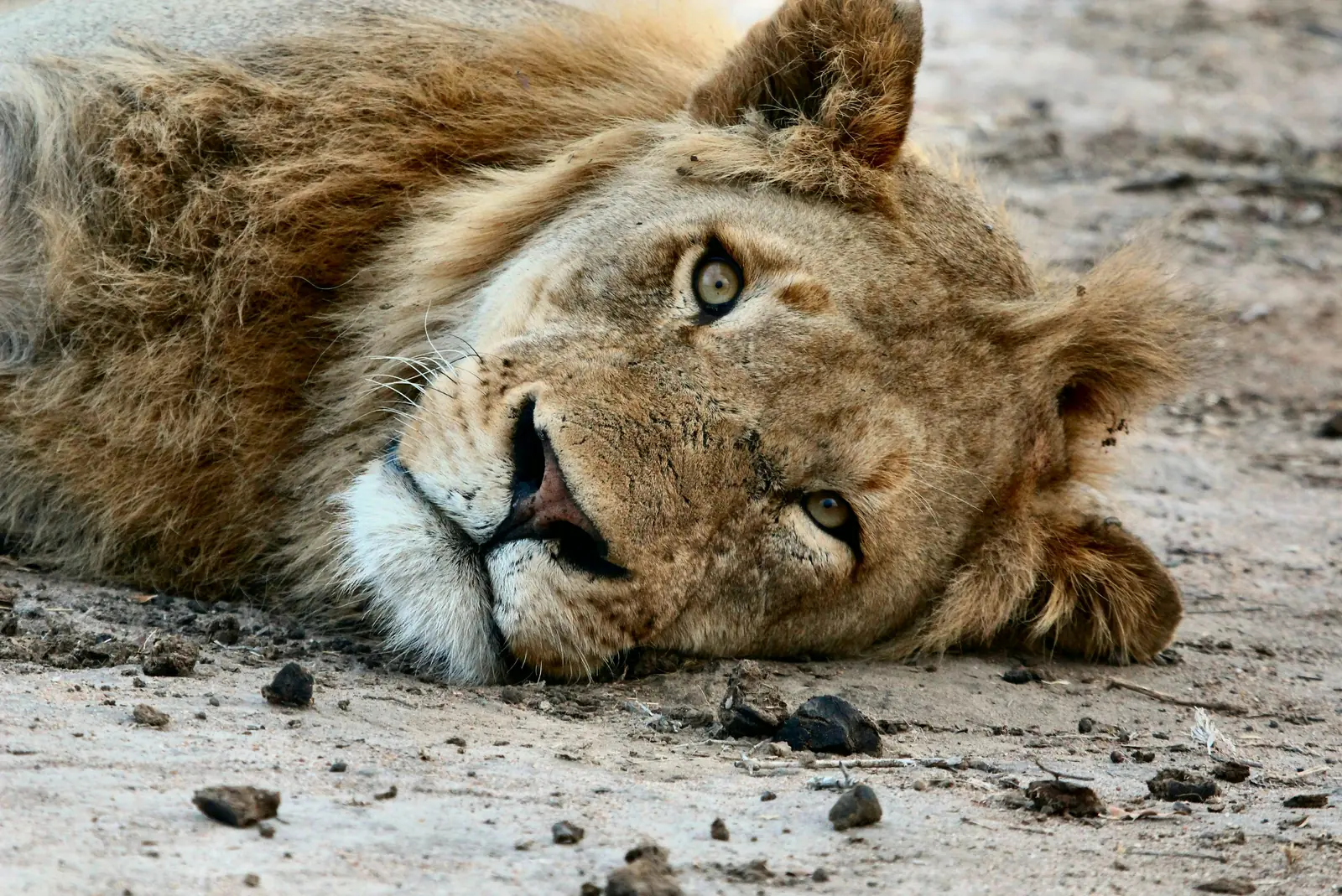 Ruaha National Park