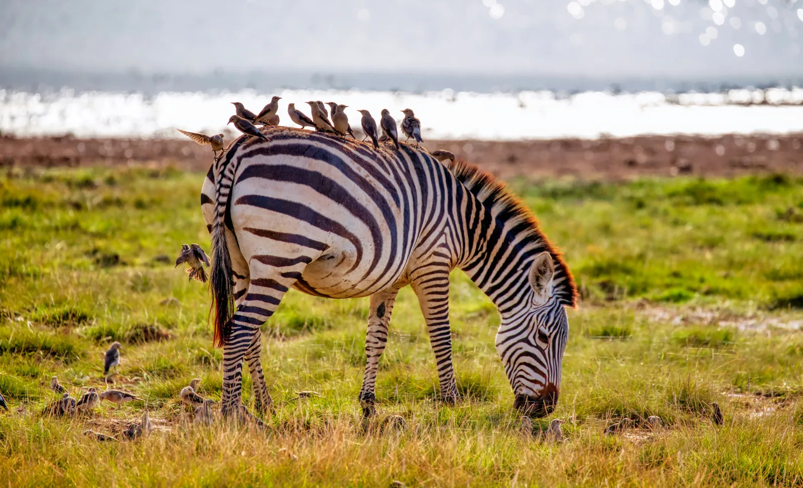 Zebra