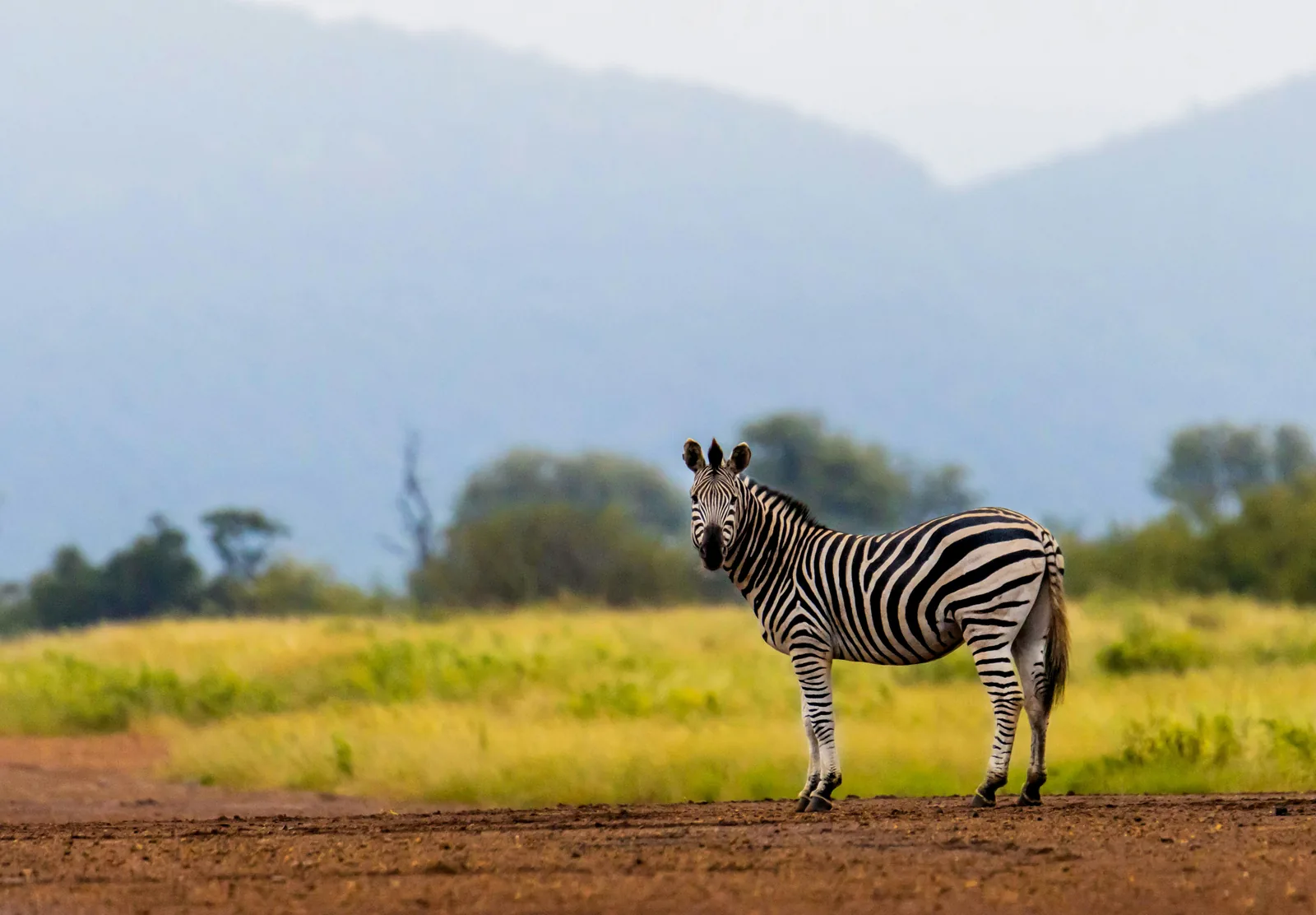 Mkomazi National Park