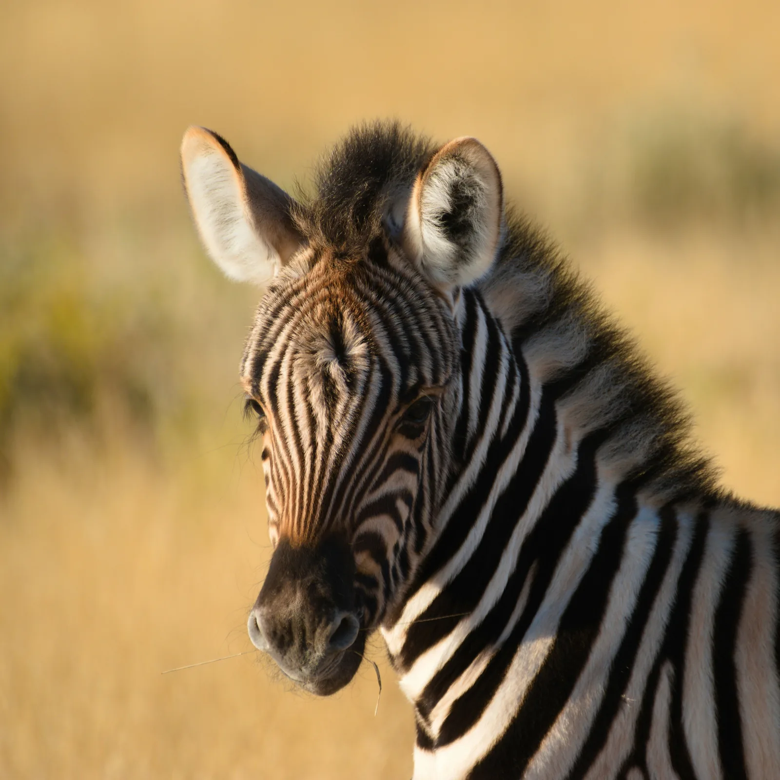 Zebra in Tanzania